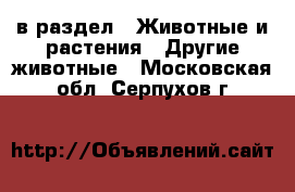  в раздел : Животные и растения » Другие животные . Московская обл.,Серпухов г.